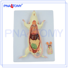 PNT-0821 hochwertige Anatomie Tier 6-teilige Ratten Maus Modell